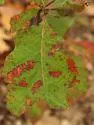 Polystepha globosa - photo 4