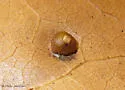 Polystepha globosa - photo 5