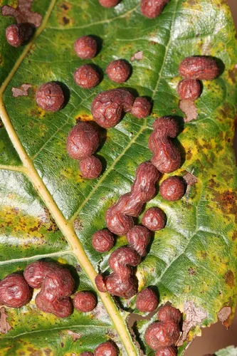 Polystepha pilulae - photo 2