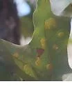 Polystepha pustuloides - photo 2