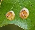 Polystepha pustuloides - photo 4