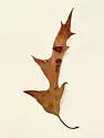Polystepha symmetrica - photo 3