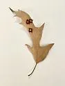 Polystepha symmetrica - photo 4