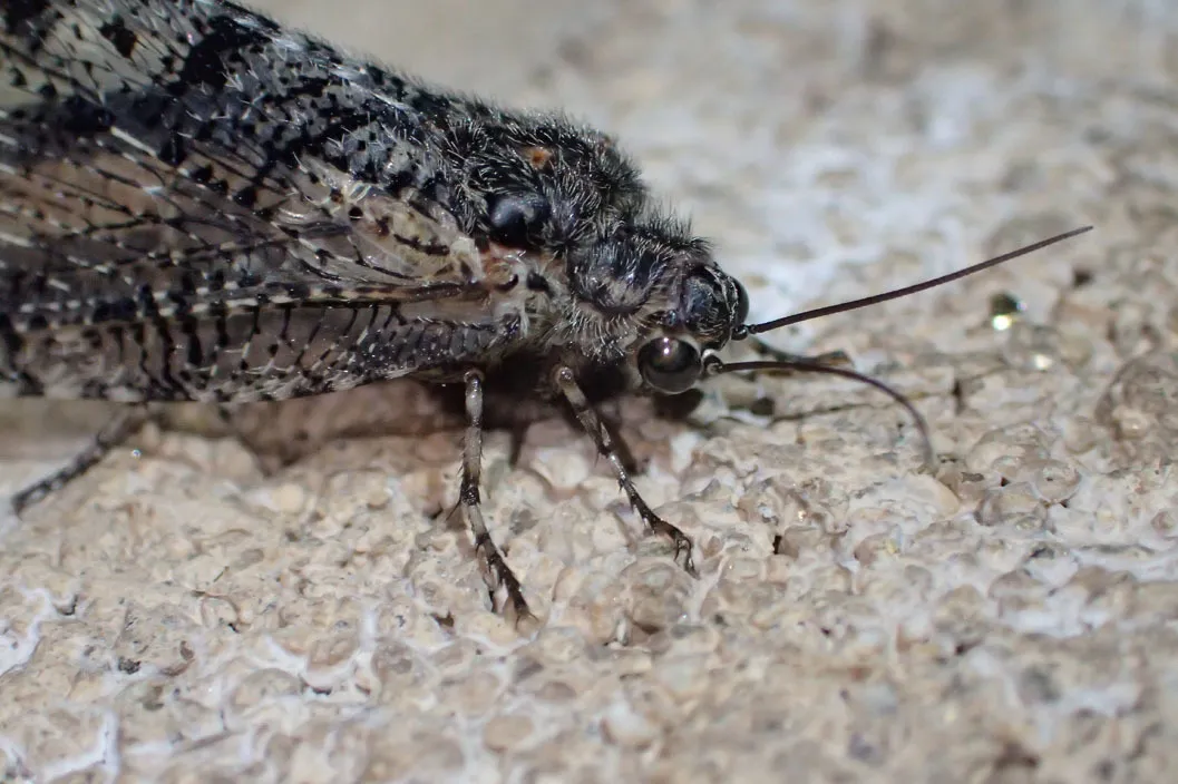 Polystoechotes punctata