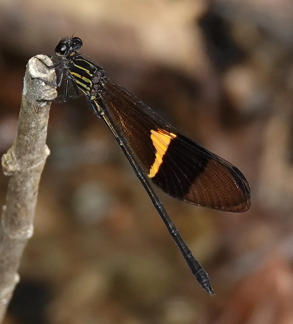 Polythoridae - photo 2