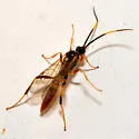 Polytribax contiguus - photo 3