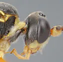 Polytribax contiguus - photo 5
