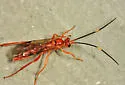 Polytribax pallescens