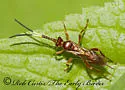 Polytribax pallescens - photo 4