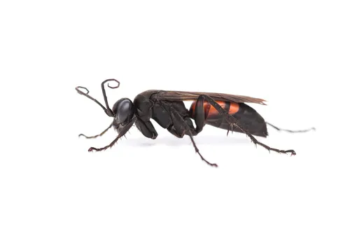 Spider Wasps - photo 2