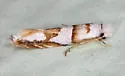 Pompostolella charipepla - Hodges#0302