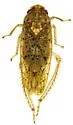 Ponana aquila