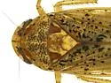 Ponana aquila - photo 2