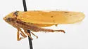 Ponana citrina
