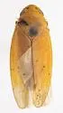 Ponana citrina - photo 2