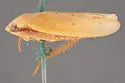 Ponana citrina - photo 5