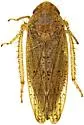 Ponana curiata