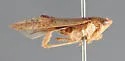 Ponana dohrni