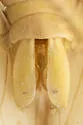 Ponana inflata - photo 4