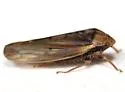 Ponana limbatipennis - photo 2