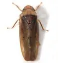 Ponana limbatipennis - photo 3