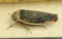 Ponana limbatipennis - photo 5
