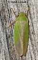 Ponana limonea - Ponana limonea