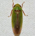 Ponana limonea - photo 2
