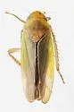 Ponana limonea - photo 4
