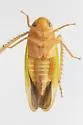 Ponana limonea - photo 5