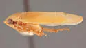 Ponana mexella