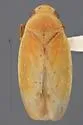 Ponana mexella - photo 2