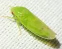 Ponana occlusa - Ponana occlusa