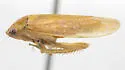 Ponana occlusa - photo 2