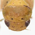 Ponana occlusa - photo 4