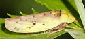 Ponana pectoralis - photo 5
