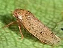 Ponana puncticollis - photo 2