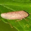 Ponana puncticollis - photo 4