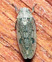 Ponana puncticollis - photo 5