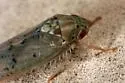 Ponana quadralaba - Ponana quadralaba