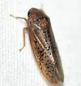 Ponana rubida - photo 2