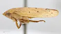 Ponana rubrapuncta - photo 3