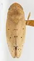 Ponana rubrapuncta - photo 4