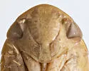 Ponana rubrapuncta - photo 5