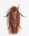 Ponana scarlatina - photo 4