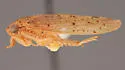 Ponana volara