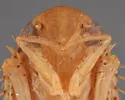 Ponana volara - photo 3