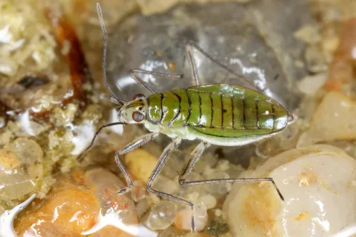 Pondweed Bug
