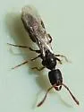 Ponera pennsylvanica