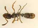 Ponera pennsylvanica - photo 2